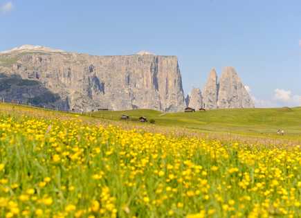 Almwiese auf der Seiser Alm